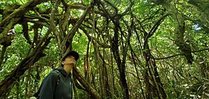 Ficus prolixa interwoven canopy. 1000 Steps hiking trail, Pagat, Guam