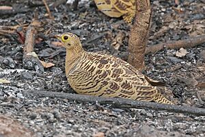 Four-banded sandgrouse (Pterocles quadricinctus) female.jpg