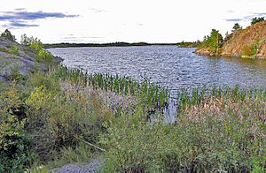 Frame Lake weeds and rocky shoreline