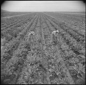 Gila River Relocation Center, Rivers, Arizona. A view of cauliflower, which is being grown for its . . . - NARA - 537071