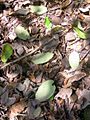 Gmelina leaves forest floor