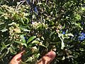 Hoheria angustifolia 22103816
