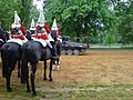 Household cavalry Hyde Park