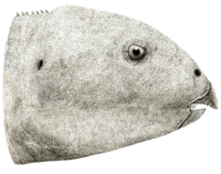 Hualianceratops wucaiwanensis.png