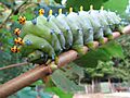 Hyalophora cecropia caterpillar
