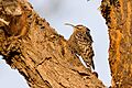 Indian Spotted Creeper