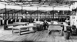 Interior view of the Isis Downs Station wool shed circa 1925