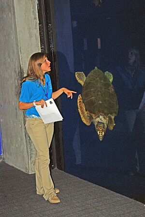 Interpreter with a friendly Loggerhead (9151651499) (2)