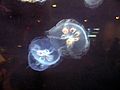 Jellyfish at South Carolina Aquarium IMG 4616