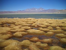 Laguna Santa Rosa, Región de Atacama.JPG