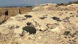 Launaea cervicornis a es Carnatge.jpg