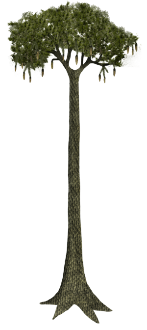 Lepidodendron