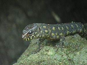 Lepidophyma reticulatum Johan Chaves.jpg