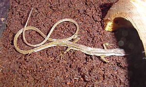 Long-Tailed Grass Lizard