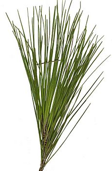 Longleaf Pine01