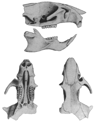 From top to bottom: side view of skull with mandible, missing the upper incisor and much of the posterior part; text "2. Hesperomys molitor"; and views of the same skull from above and below