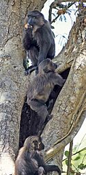 Macaca maura groupe