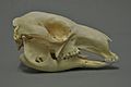 Macropus rufus 02 MWNH 926