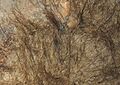 Mammoth wool