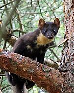 Marten