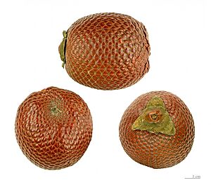 Mauritia flexuosa MHNT.BOT.2005.0.974