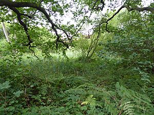 Mill Stream Nature Reserve 6