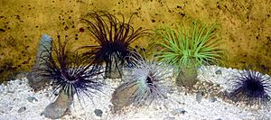 Mittelmeer-Zylinderrose (Ceriantharia membranacea) 1