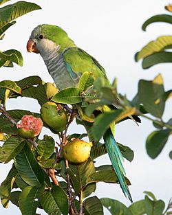 Monk Parakeet (Myiopsitta monachus) -Argentina-8