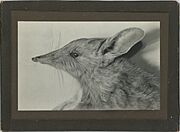 Mounted photograph of a Nullarbor barred bandicoot (Perameles papillon), 1924-1926.jpg