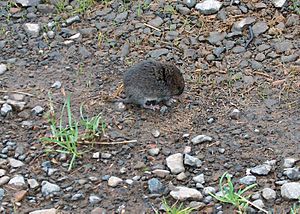 A small reddish-brown rodent standing on damp earth among some river rocks and gravel