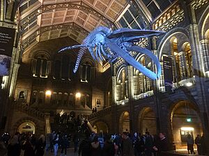 NHM Whale