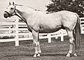 Native Dancer (USA)