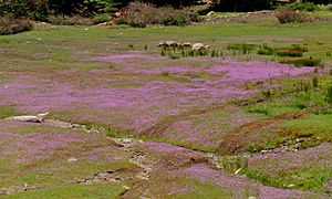 Navarretia leptalea meadow.jpg