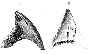 Necropsittacus rodricanus holotype beak