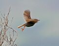 Neddicky (Cisticola fulvicapillus) in flight