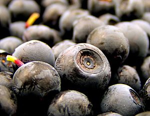 Norwegian blueberries