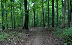 Oak-forest-norris-tn1