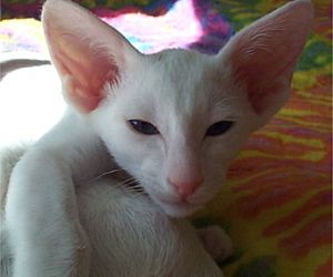 Oriental Shorthair Blue Eyed White cat (juvenile).jpg