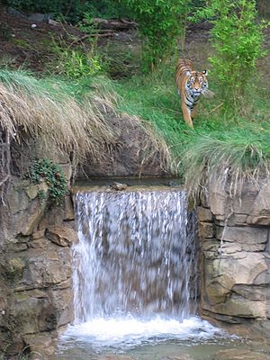 PDZA Tiger and Waterfall