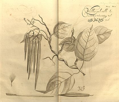 Parsonsia alboflavescens 123145