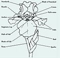 Parts of an iris flower