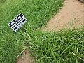 Paspalum commersonii at Peradeniya Royal Botanical Garden