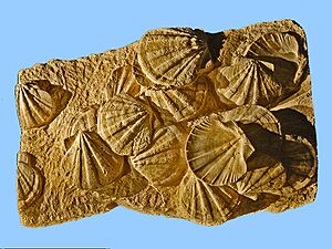 Pectinidae - Gigantopecten latissimus.psd