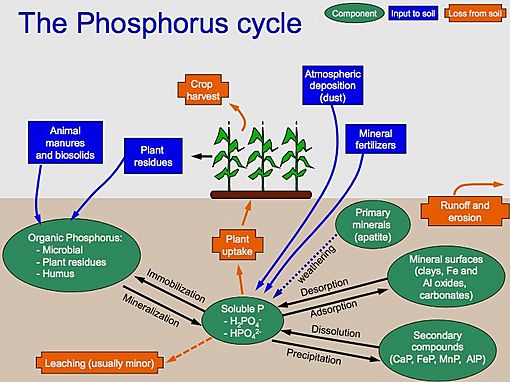 Phosphorus Cycle copy