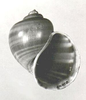 Pomacea dolioides 000