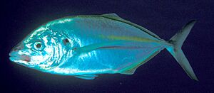 Pseudocaranx dentex (White trevally).jpg