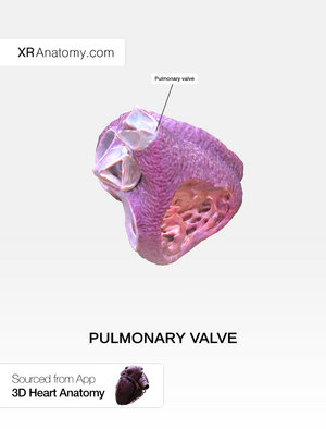 Pulmonary valve