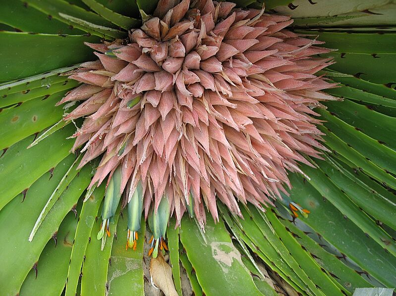 Puya nana (JP-NS) 5170