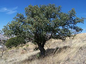 Quercus emoryi (2008).jpg
