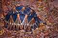 Radiated Tortoise (Astrochelys radiata) (10292092024)